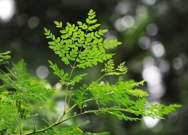 সজনে পাতায় যত গুণ