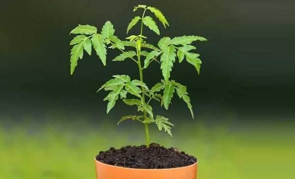 নিমগাছের ছায়াতলে